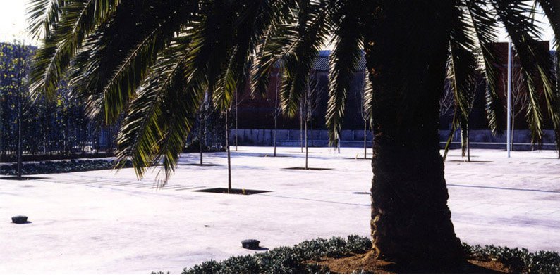 Plaça palmera Bennasar