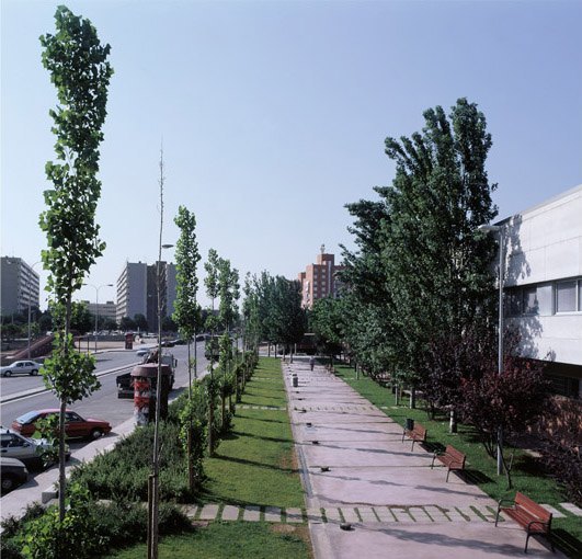 Plaça palmera Bennasar